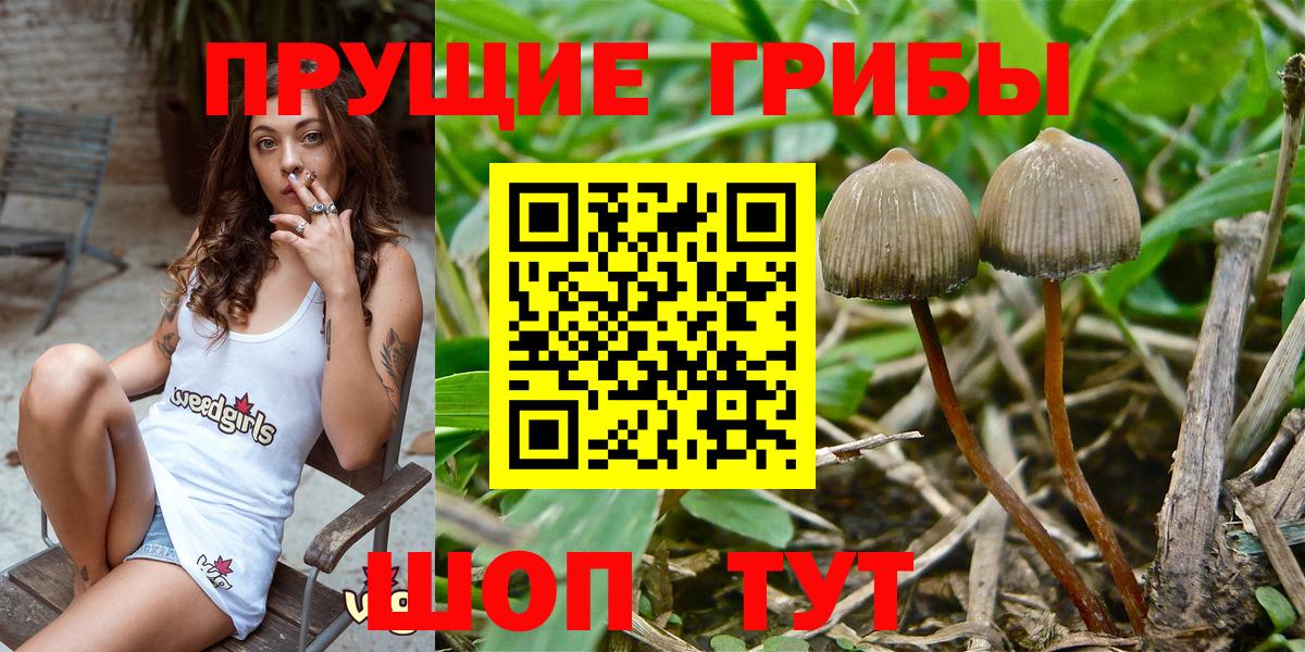 Псилоцибиновые грибы Psilocybine cubensis  Вход с VPN  Галлюциногенные грибы GOLDEN TEACHER  Сорочинск 